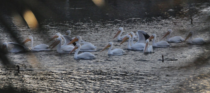 white pelicans on water